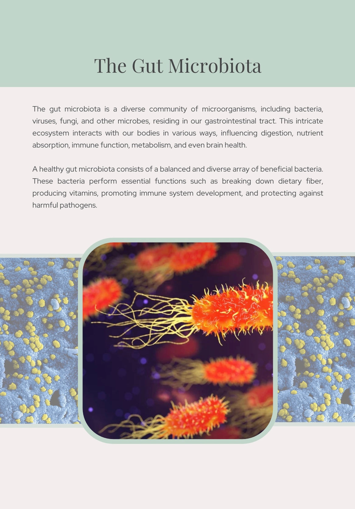GUT HEALTH IS WEALTH EBOOK.